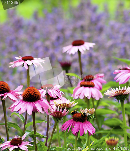 Image of Pink Coneflower Echinacea