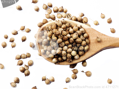 Image of Coriander Seeds in Wooden Spoon