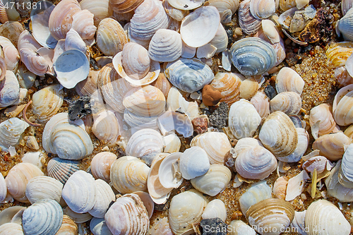 Image of shells on the beach sand