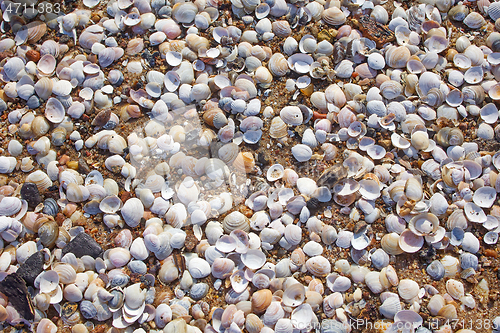 Image of shells on the beach sand