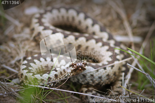 Image of beautiful male common adder