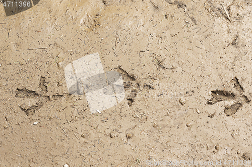 Image of capercaillie footprints in mud