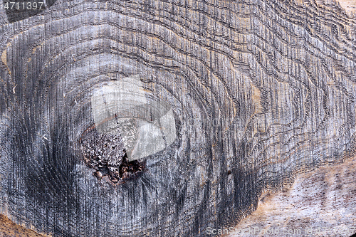 Image of knot on spruce plank