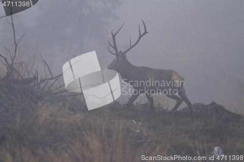 Image of large red deer bull in the morning fog