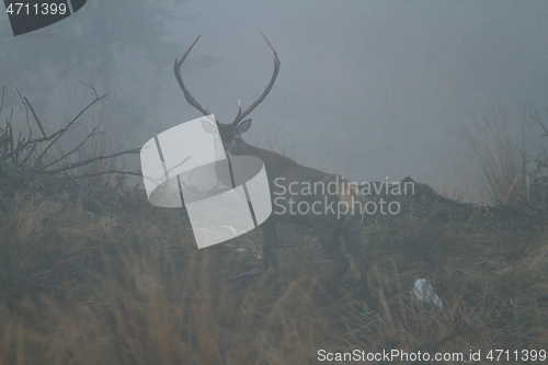 Image of large red deer male in a foggy morning