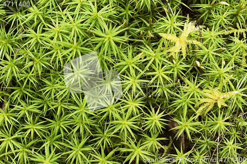 Image of macro shot of green moss pattern