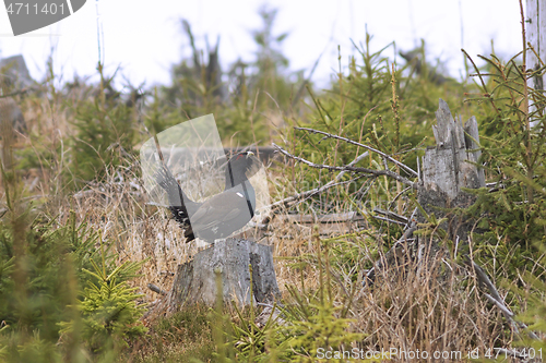 Image of male capercaille standing proud on a stump