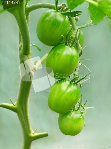 Image of Bunch of unripe oblong green tomatoes in greenhouse, close-up