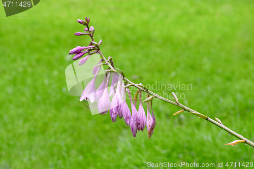 Image of Beautiful Giant Wet Bellflower Plant or Campanula on the Grassla