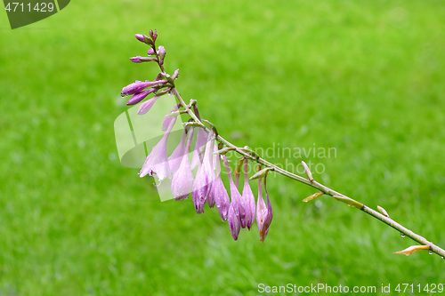 Image of Beautiful Giant Wet Bellflower Plant or Campanula on the Grassla