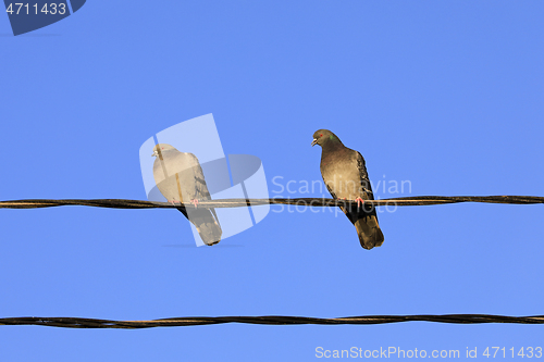 Image of Two Domestic Pigeons on a Wire