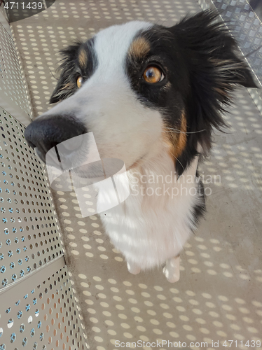 Image of Australian Shepherd Dog portrait