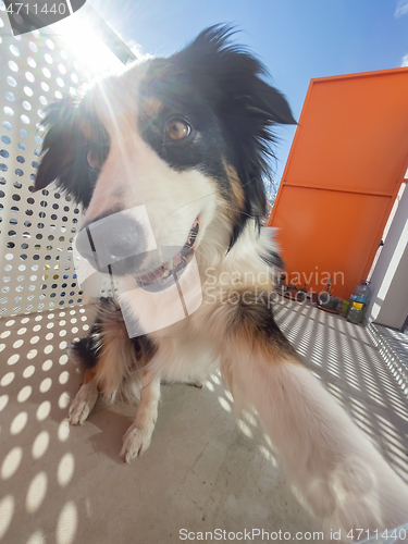 Image of Australian Shepherd Dog portrait