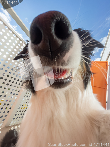 Image of Australian Shepherd Dog portrait