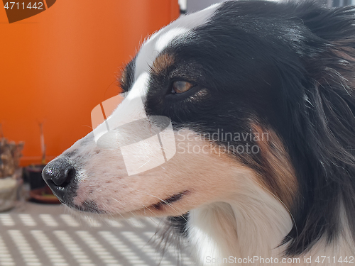 Image of Australian Shepherd Dog portrait