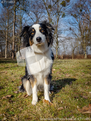 Image of Australian Shepherd Dog at park