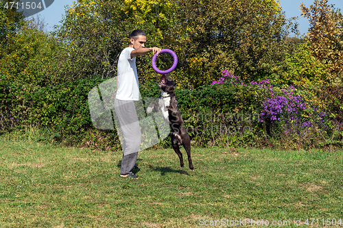 Image of A man trains amstaff