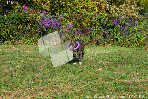 Image of American Staffordshire Terrier outdoor