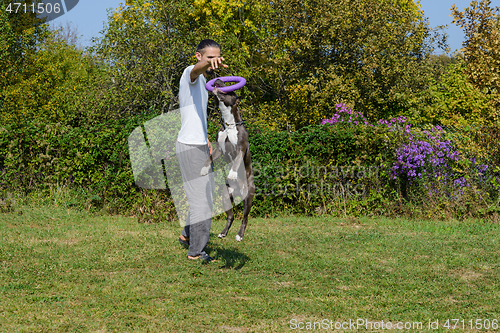 Image of A man trains amstaff