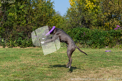 Image of American Staffordshire Terrier outdoor