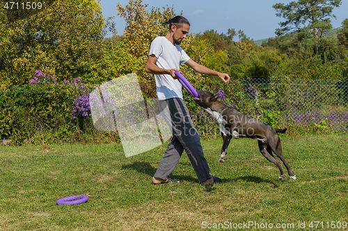 Image of A man trains amstaff