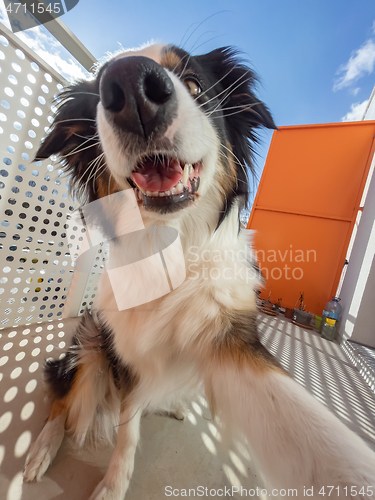 Image of Australian Shepherd Dog portrait