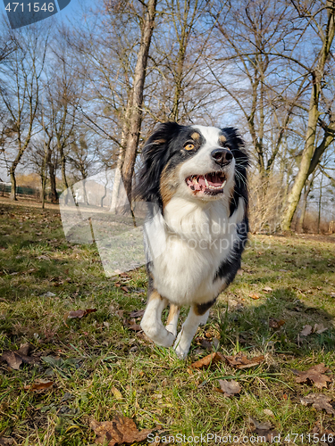 Image of Australian Shepherd Dog at park