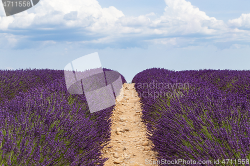 Image of Lavender cultivated field on the path