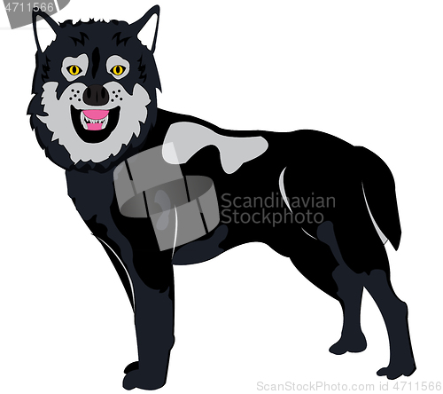 Image of Wildlife wolf on white background is insulated