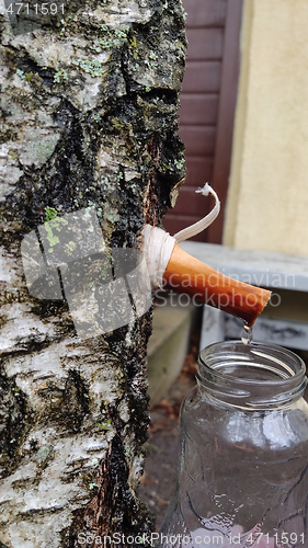 Image of The spring gathering of birch sap in a bottle