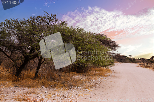 Image of landscape namibia Etosha game reserve