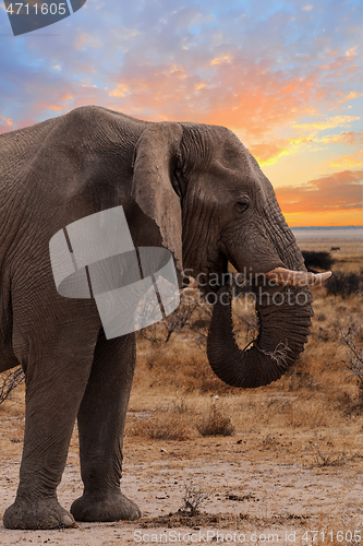 Image of big african elephants on Etosha national park