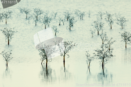 Image of Plants on a pond rising from the water