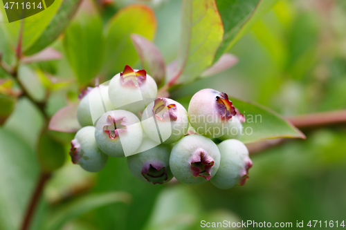 Image of Unripe blue berry fruit in summer garden