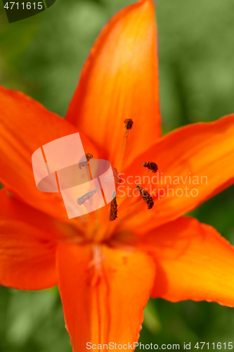 Image of Detail of flowering orange lily