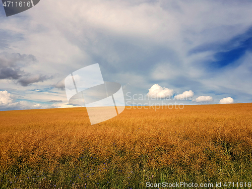 Image of yellow ripe rape field with blue sky