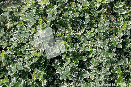 Image of green summer grass and other plant texture