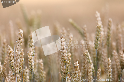 Image of ripe golden wheat field in summertime