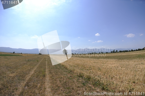 Image of summer landscape