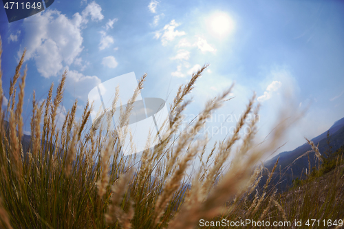 Image of summer landscape