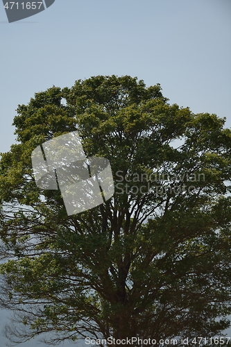 Image of lonely tree on meadow