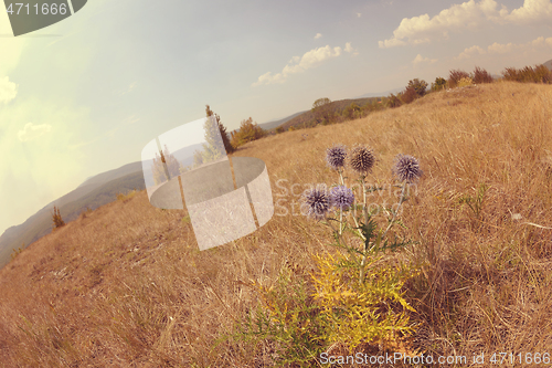 Image of summer landscape