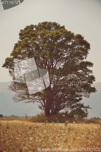 Image of lonely tree on meadow