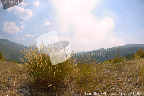 Image of summer landscape