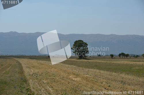 Image of lonely tree on meadow