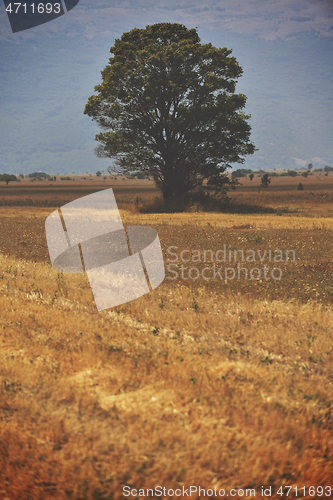 Image of lonely tree on meadow