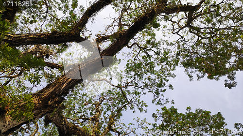 Image of Tree tops and blue sky 