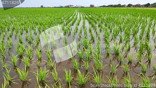 Image of Young fresh green paddy field