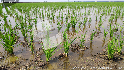 Image of Paddy field platation season