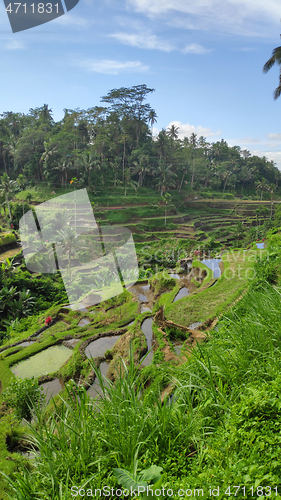 Image of Tegalalang rice terraces in Ubud, Bali